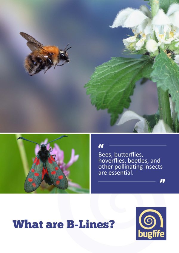 B-Lines Information Leaflets - Buglife